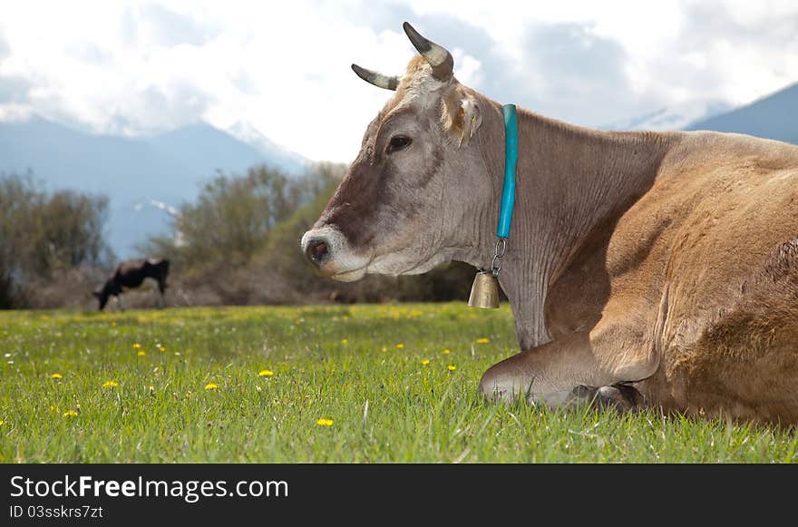 Cow lying on meadow