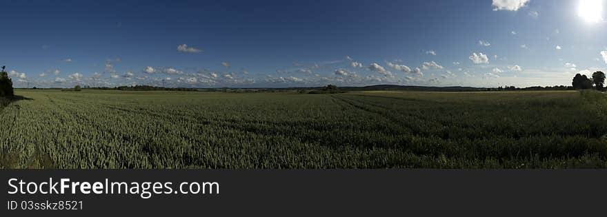 Panoramic field of rye