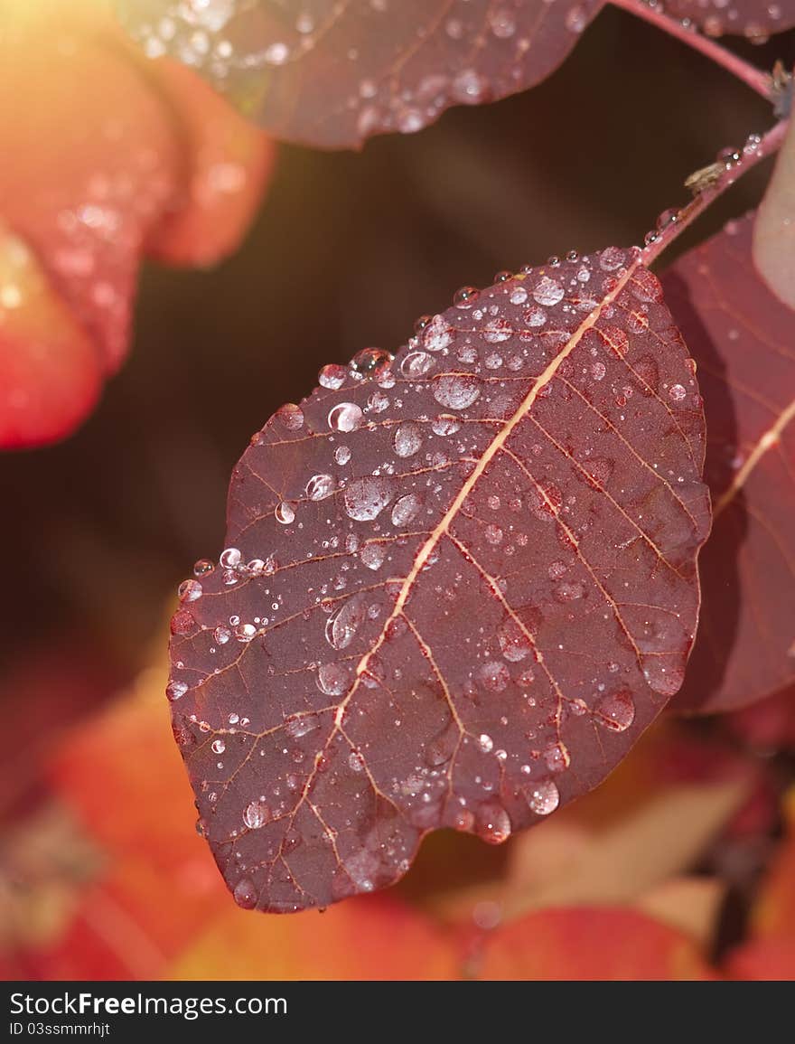 Red sheets with drops. Abstract composition