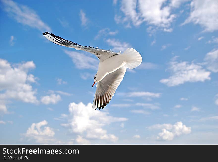 A seagull flying, in background a beautiful sky. A seagull flying, in background a beautiful sky.