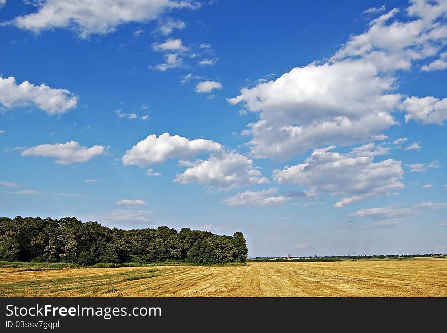 Yellow flowers of in the field and a green grass on a meadow. Yellow flowers of in the field and a green grass on a meadow.