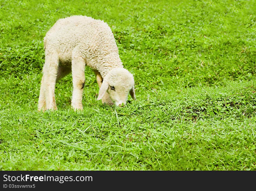 Baby sheep in a pasture of green grass. Baby sheep in a pasture of green grass