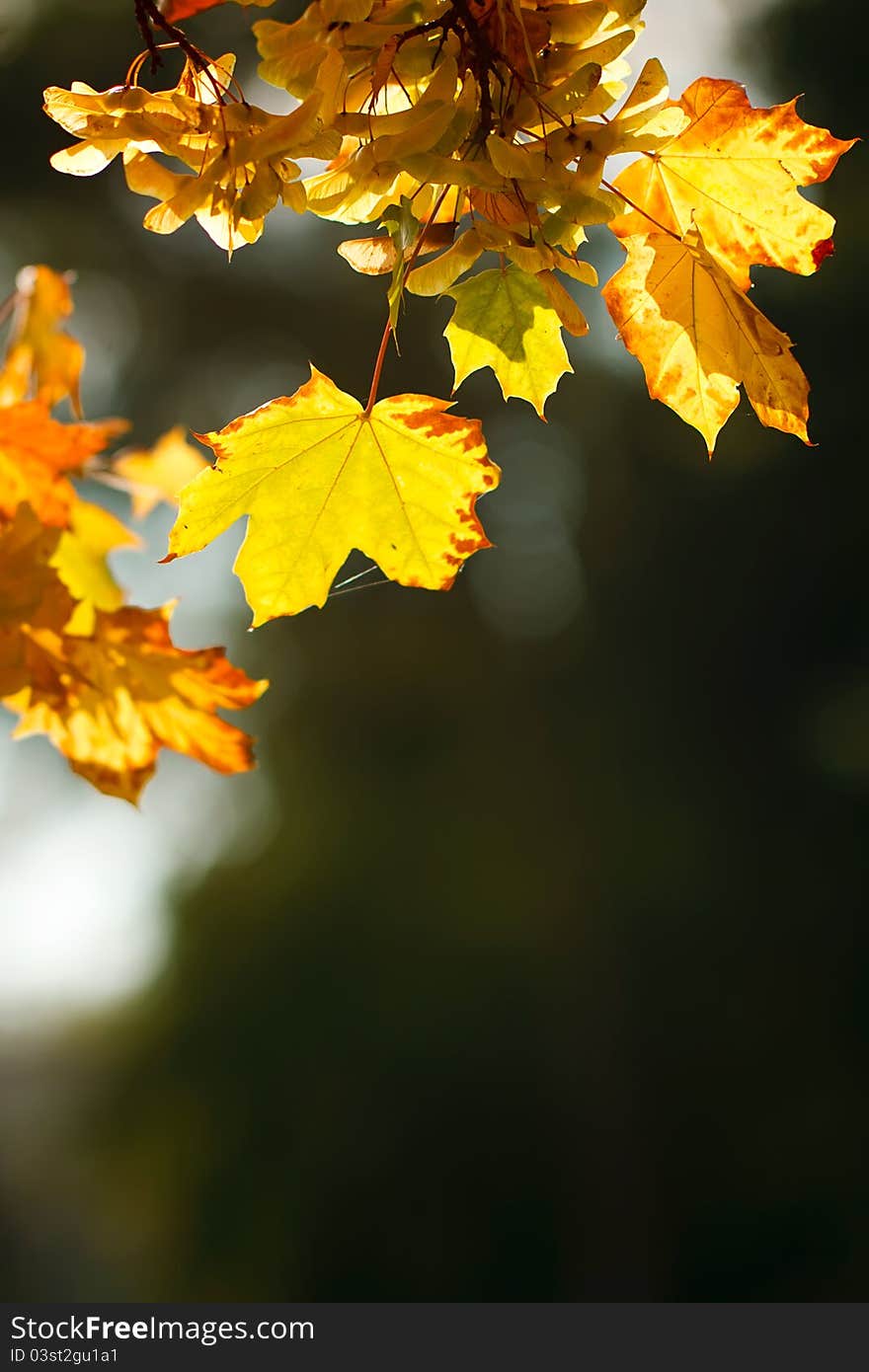 Autumn orange maple leaves in sunlight. Autumn orange maple leaves in sunlight