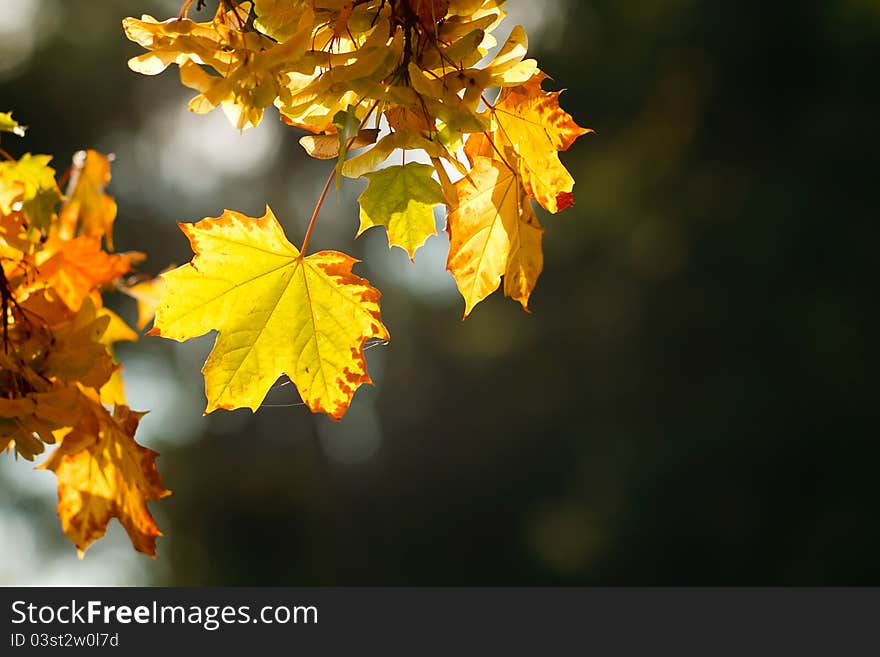 Autumn leaves