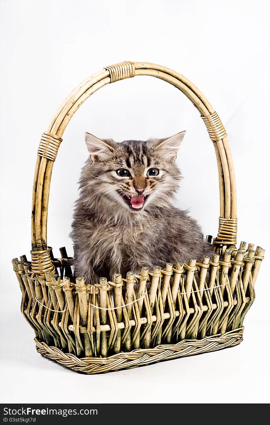 Little kitten on the basket  on white background