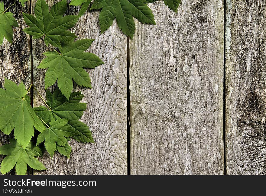 Lush green leaves rest on a grungy, aged fence. Lush green leaves rest on a grungy, aged fence.