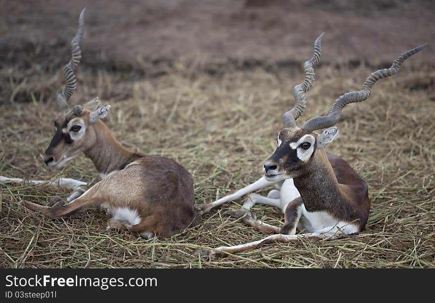 Brown springbok in relax time