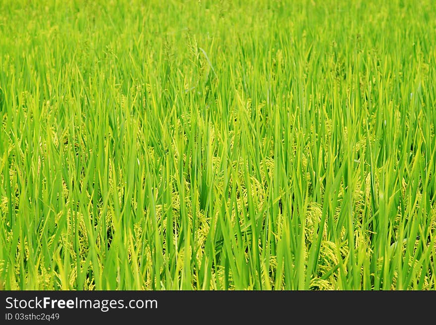 Harvest Rice field in China