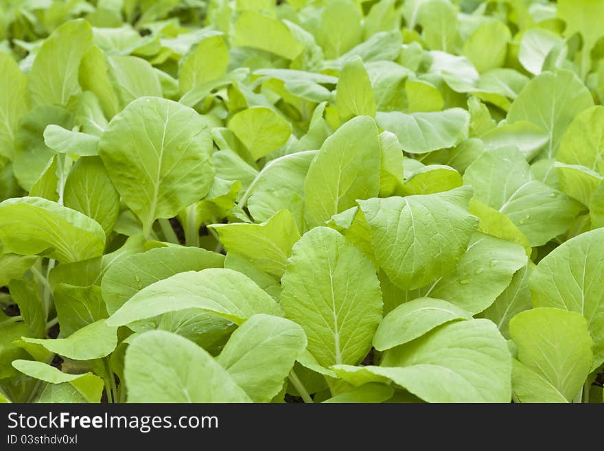 Chinese flowering cabbage