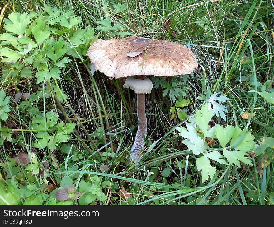 Macrolepiota Procera