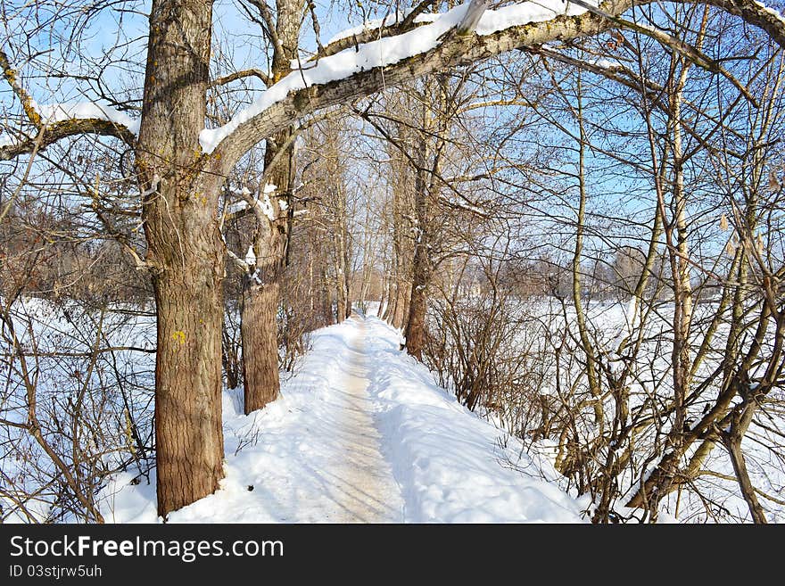 Road in winter forest