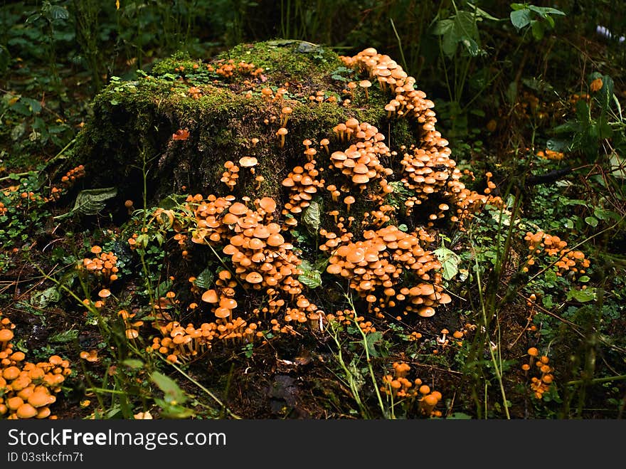 Fall mushrooms on a stump in forest in autum