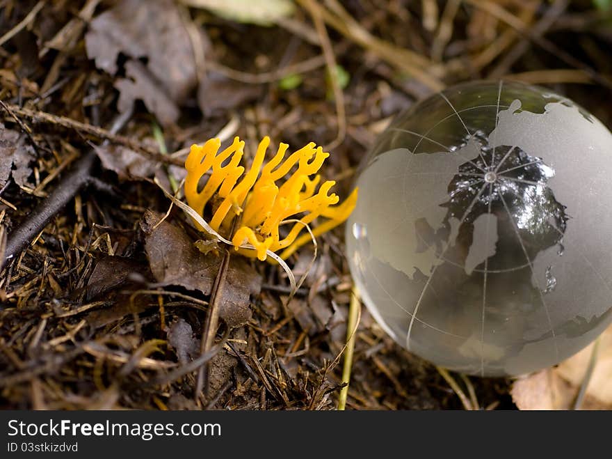 Mushroom lichen and the glass globe as a symbol of caring for the environment. Mushroom lichen and the glass globe as a symbol of caring for the environment