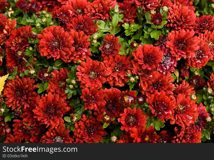 Many small wet red chrysanthemums with greens