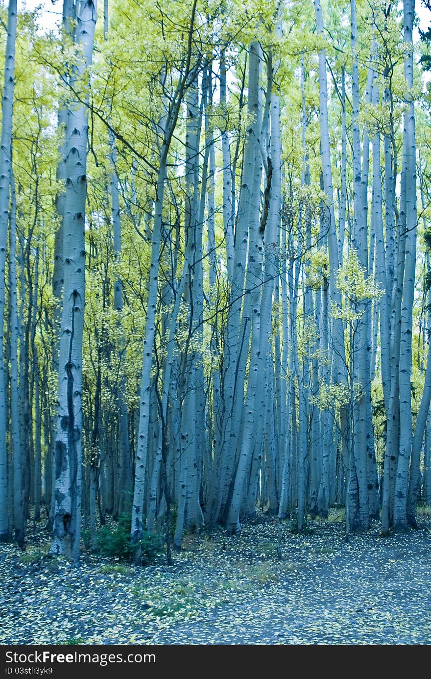 Aspens Stand Tall