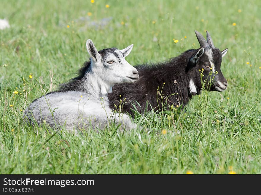 Two goats resting in the pasture