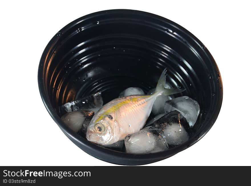 Fish On Black Bowl with ice