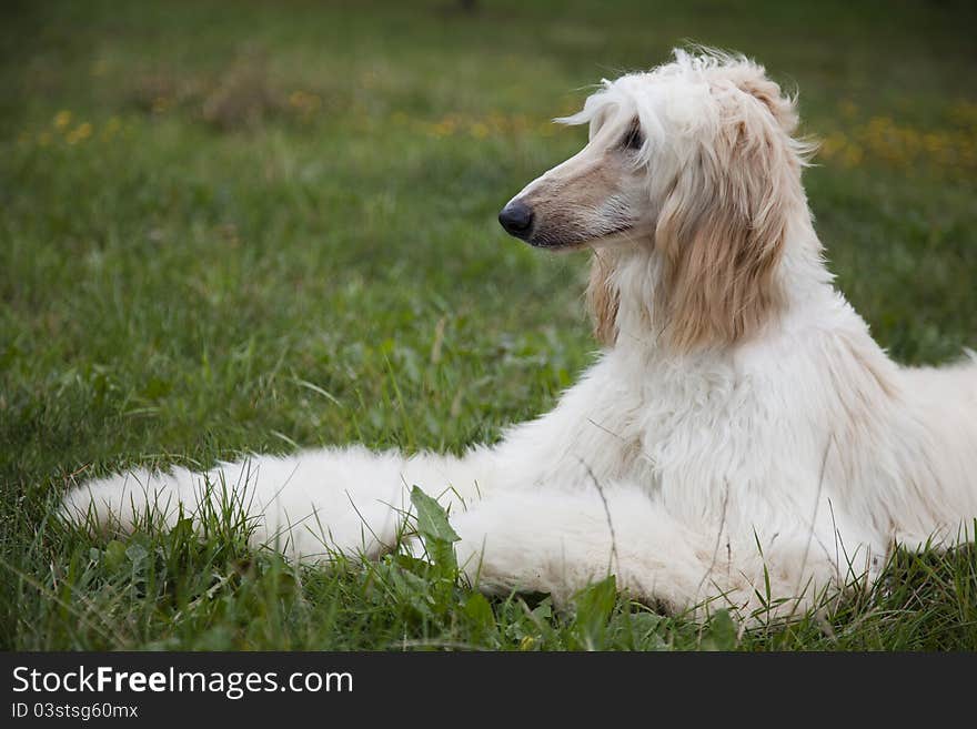 Portrait Afghani fleet in a profile, lying on a grass having extended forepaws. Portrait Afghani fleet in a profile, lying on a grass having extended forepaws