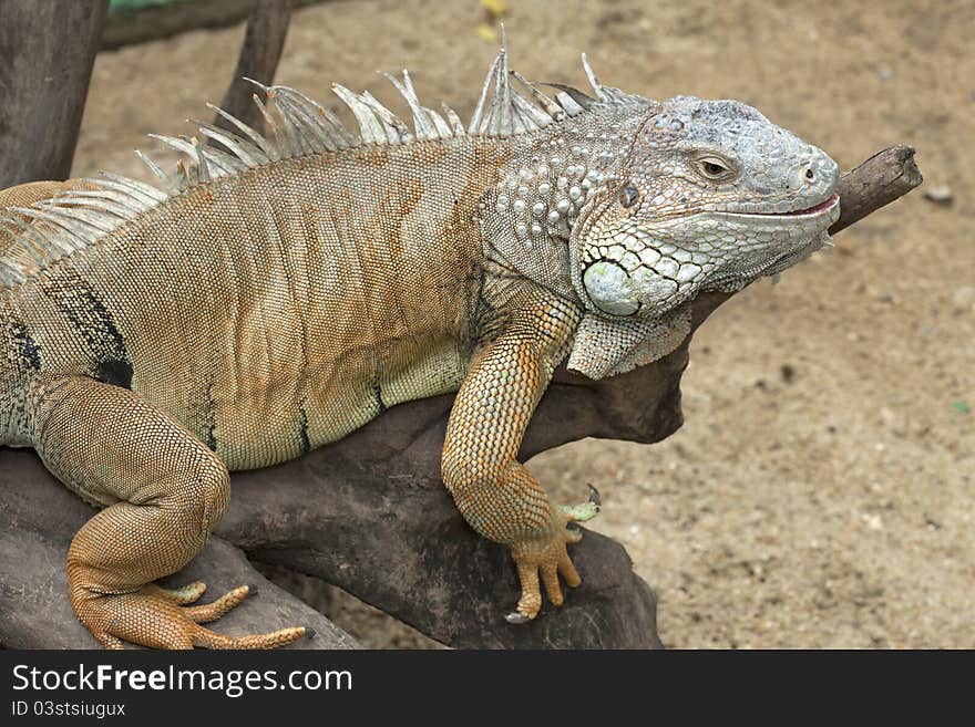 Yellow Iguana Relax On The Wood