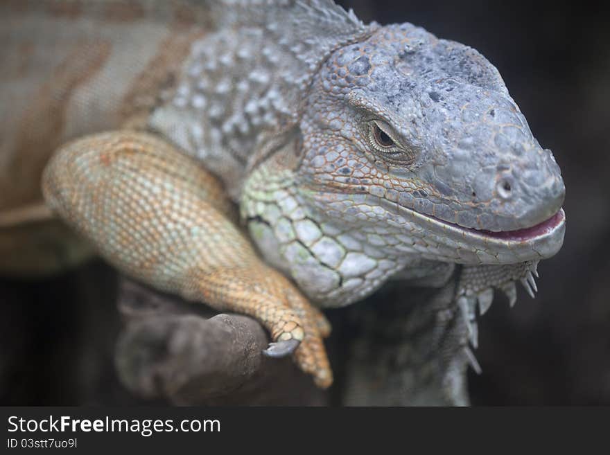 Yellow iguana relax on the wood