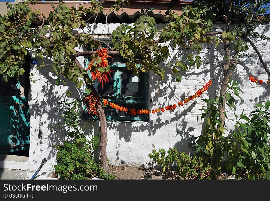 Red hot cayenne peppers and sweet bell peppers hanging from a string attached to the grape wine with lush green leaves, near the white wall of a small house with a bluish-green wooden window and door, drying under bright sun. Foça, Turkey. Red hot cayenne peppers and sweet bell peppers hanging from a string attached to the grape wine with lush green leaves, near the white wall of a small house with a bluish-green wooden window and door, drying under bright sun. Foça, Turkey.