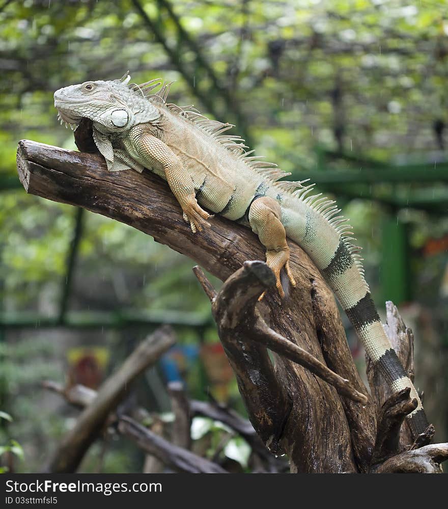 Yellow Iguana Relax On The Rain