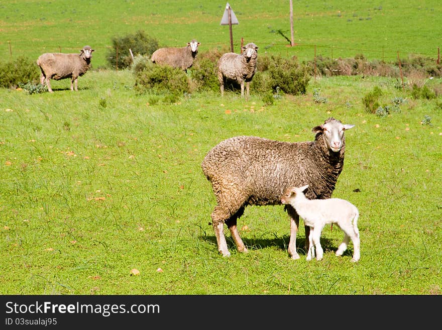 Rural Landscape With Sheep