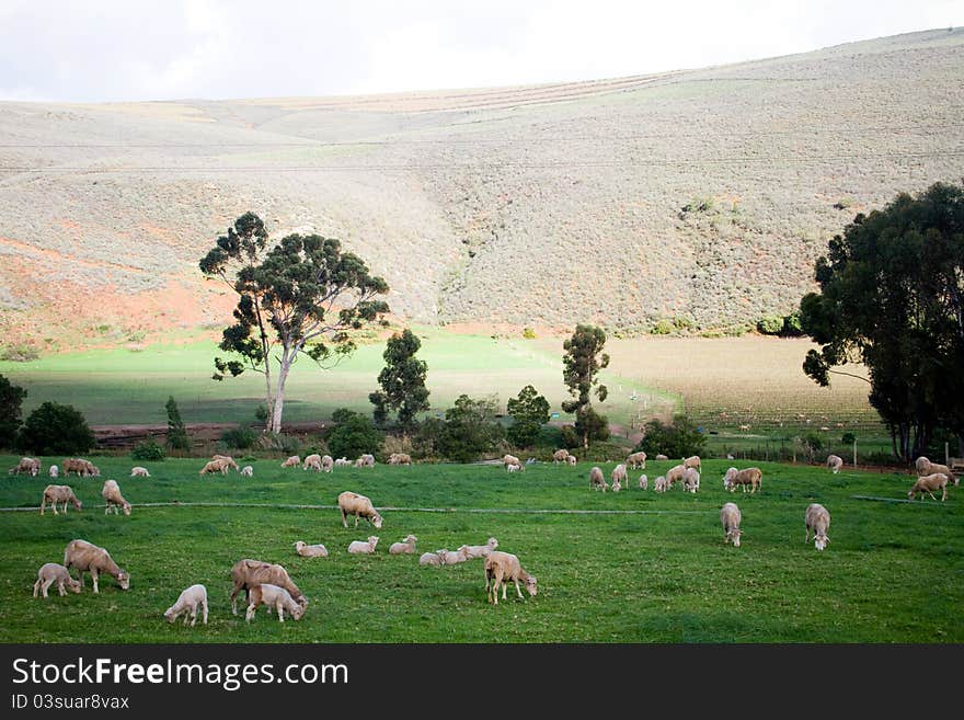 Rural Landscape With Grazing Sheep