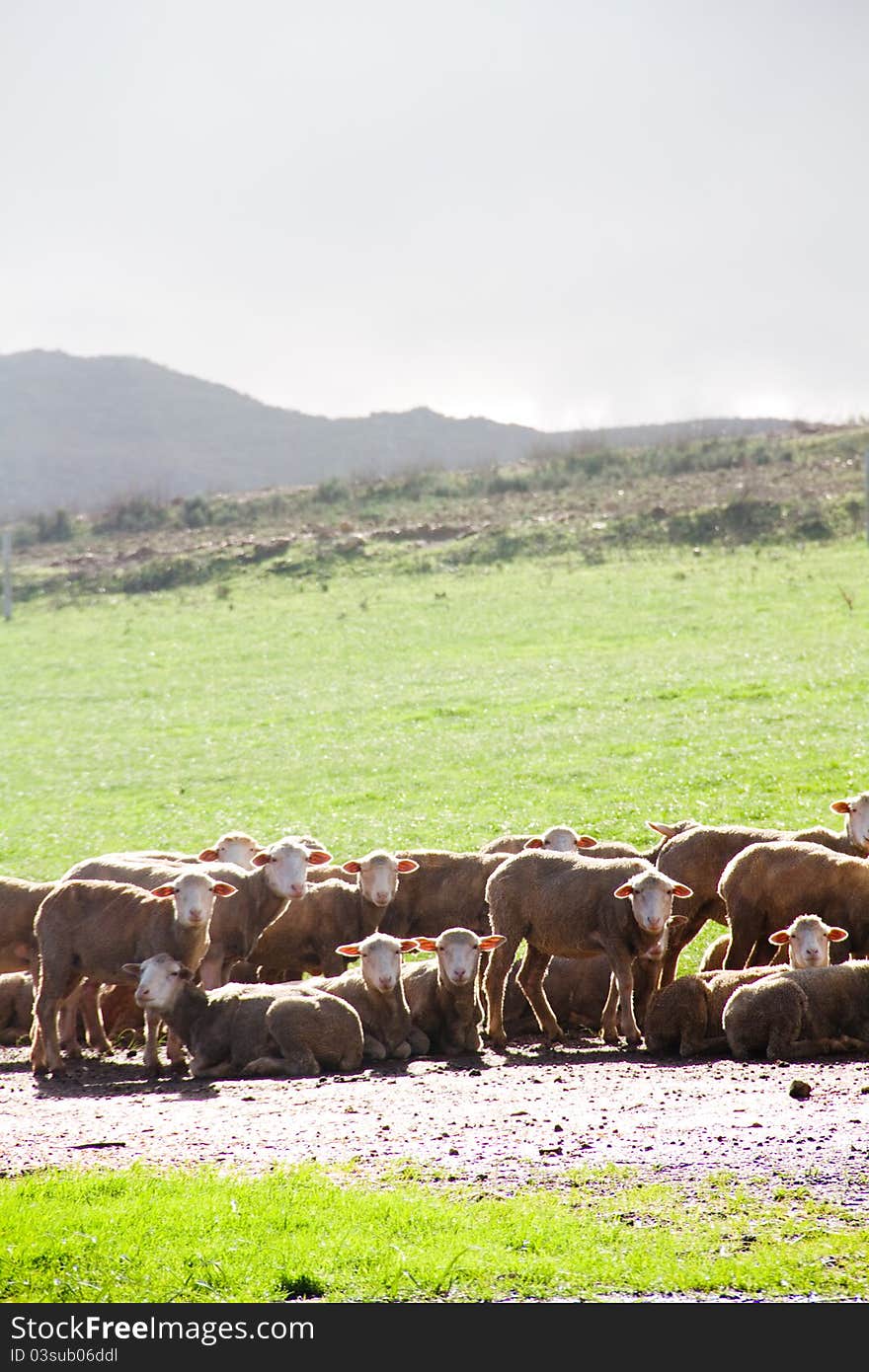 Rural Farm Landscape With Sheep