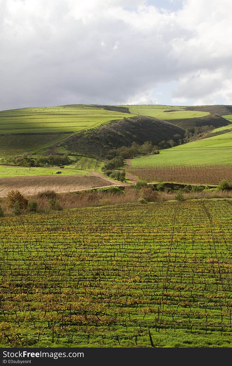 Green valley and hill rural farm landscape with vineyard and crop fields. Green valley and hill rural farm landscape with vineyard and crop fields