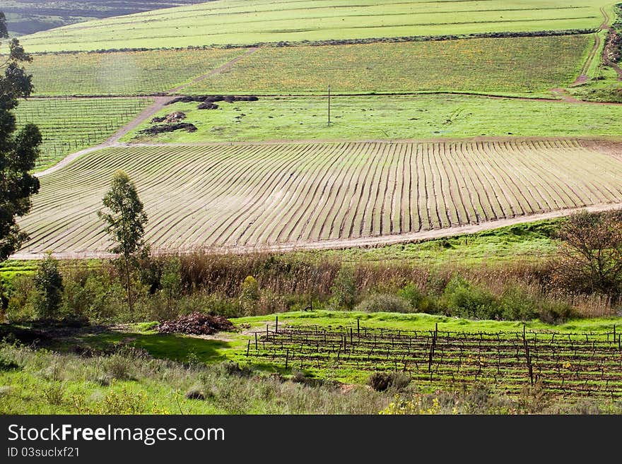 Fertile Valley With Vineyard And Crop Fields