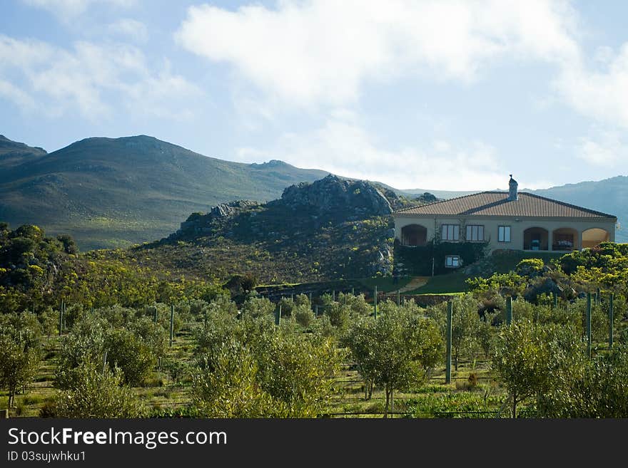 Summer villa and olive trees grove