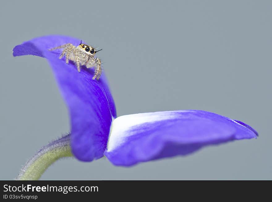 Jumping Spider