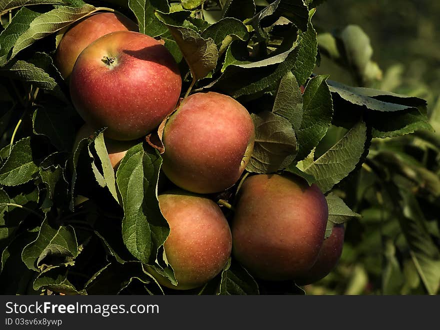 Several red apples hanging on the tree. Several red apples hanging on the tree