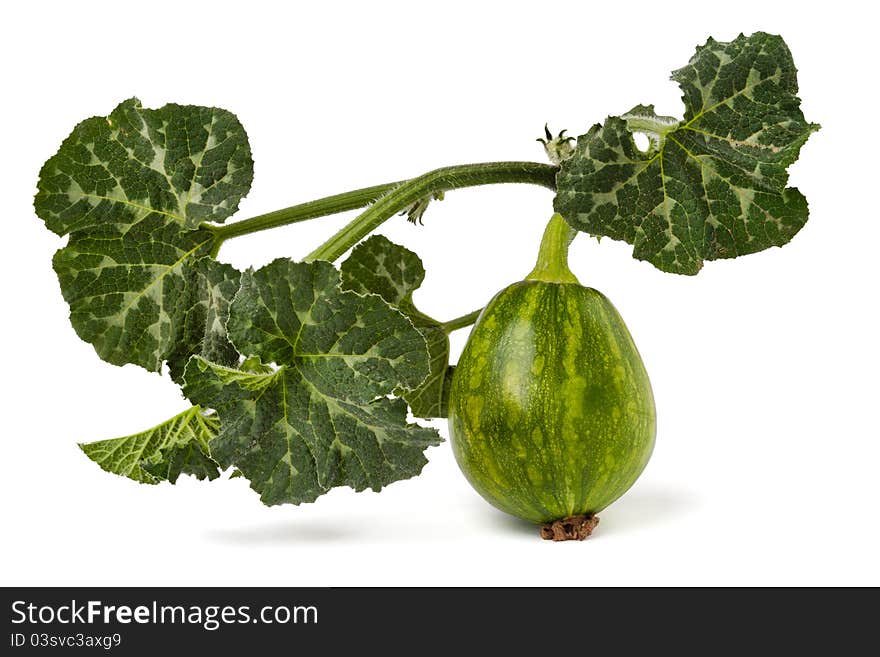 A small marrow with leaves