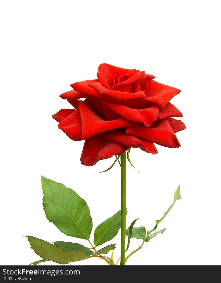 Red rose on white background