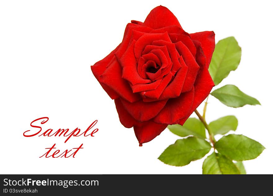 Red rose on white with space for text. Red rose on white with space for text