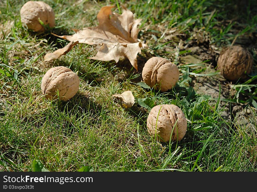 Fallen walnuts from the tree in autumn grass