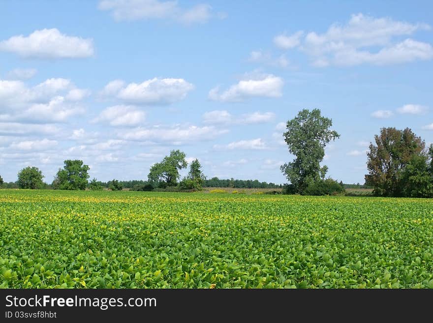 Soybean Field