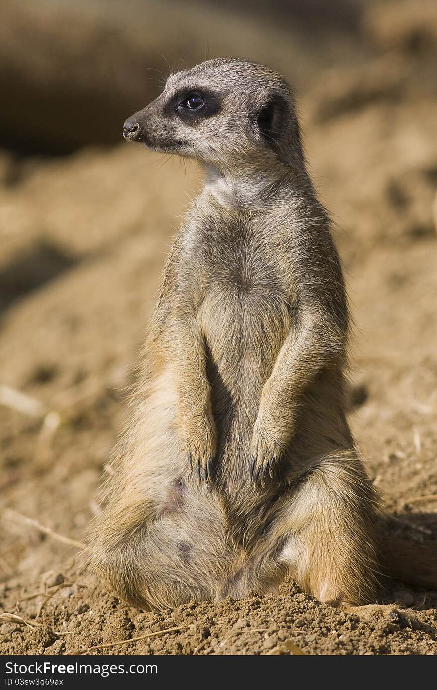 One Meercat sitting alert watching on the lookout. One Meercat sitting alert watching on the lookout