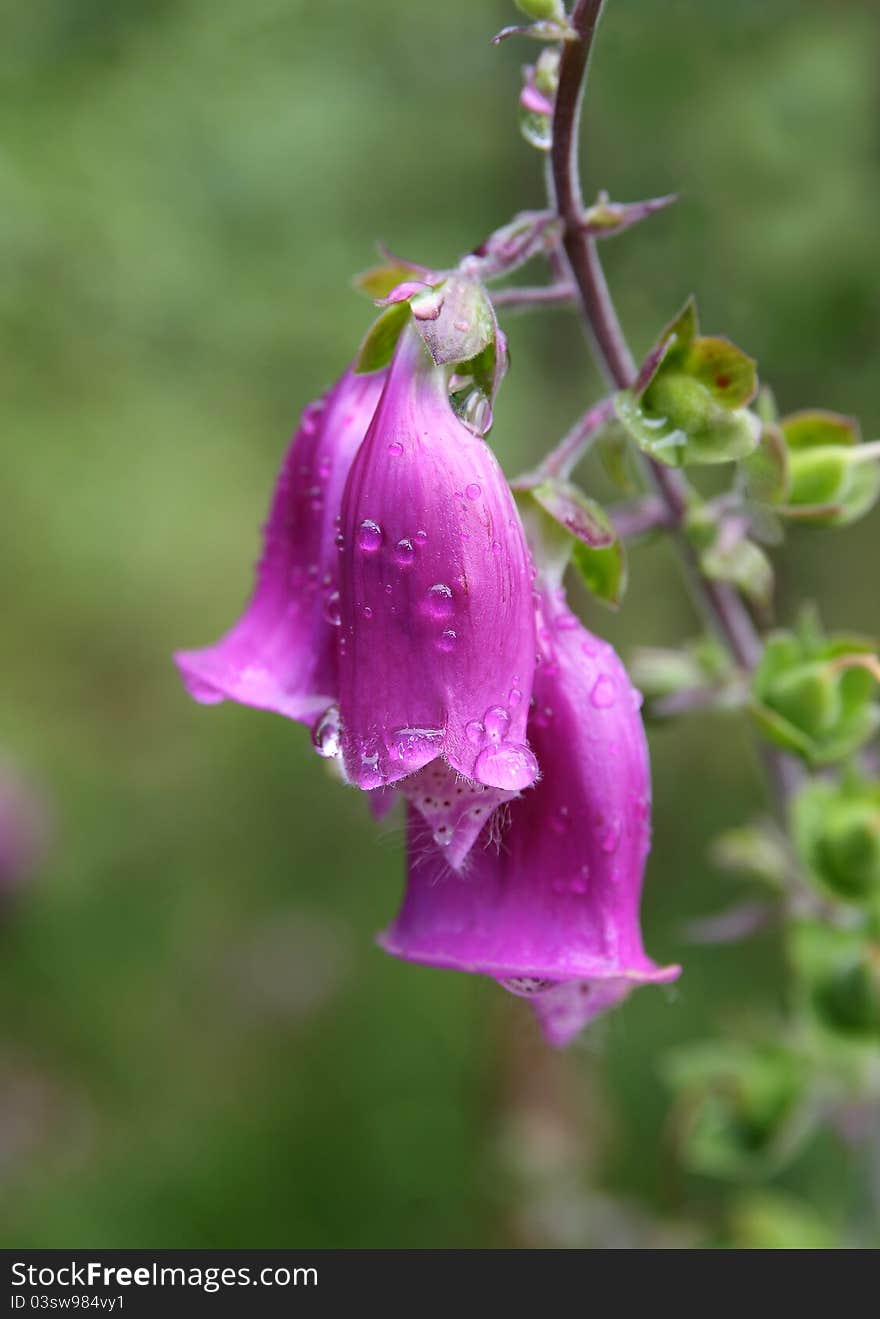 Foxglove with water droplets