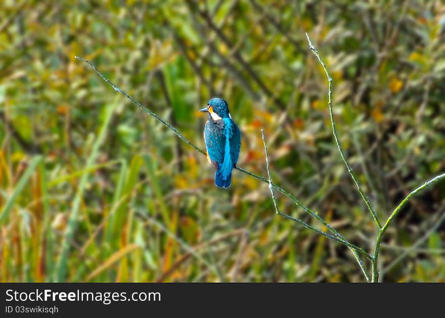 Kingfisher on a twig