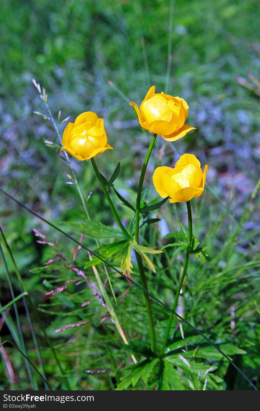 Three-flowered yellow rose with purple flowers in background. Three-flowered yellow rose with purple flowers in background