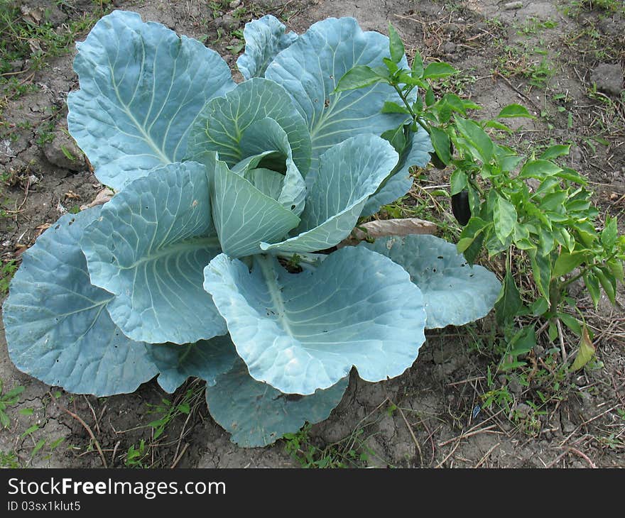 Cabbage in the garden in the summer ripening period