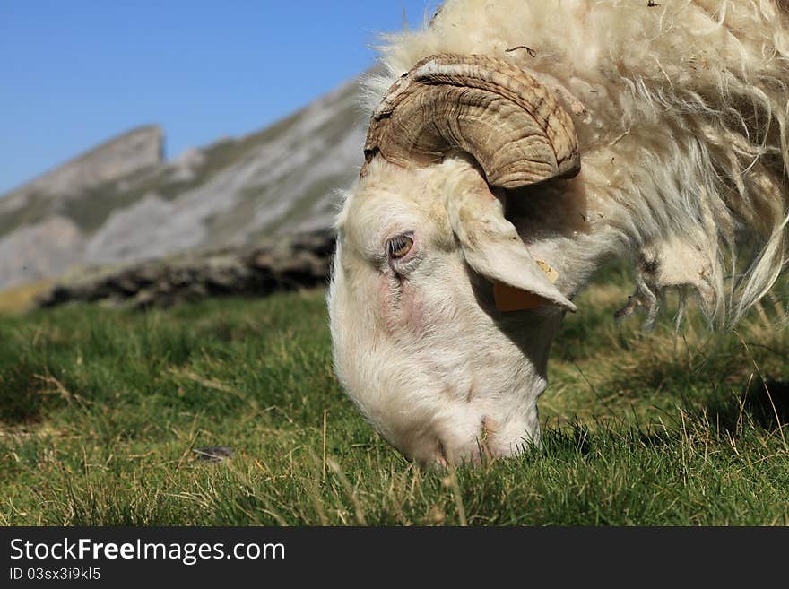 Close-up image of a ram grazing on a high altitude pasture in Pyrenees mountains.