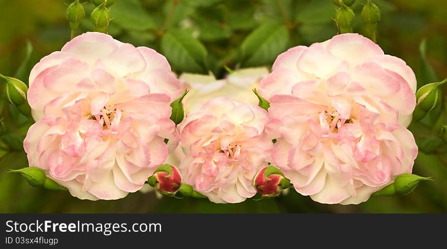 Soft pink rose flowers in spring