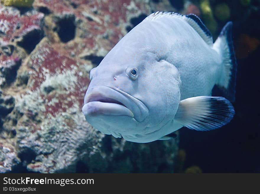 Big blue fish swimming beside the coral. Big blue fish swimming beside the coral