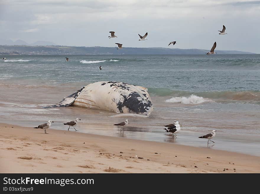 A dead humpback whale washed out on the beach, South Africa. A dead humpback whale washed out on the beach, South Africa