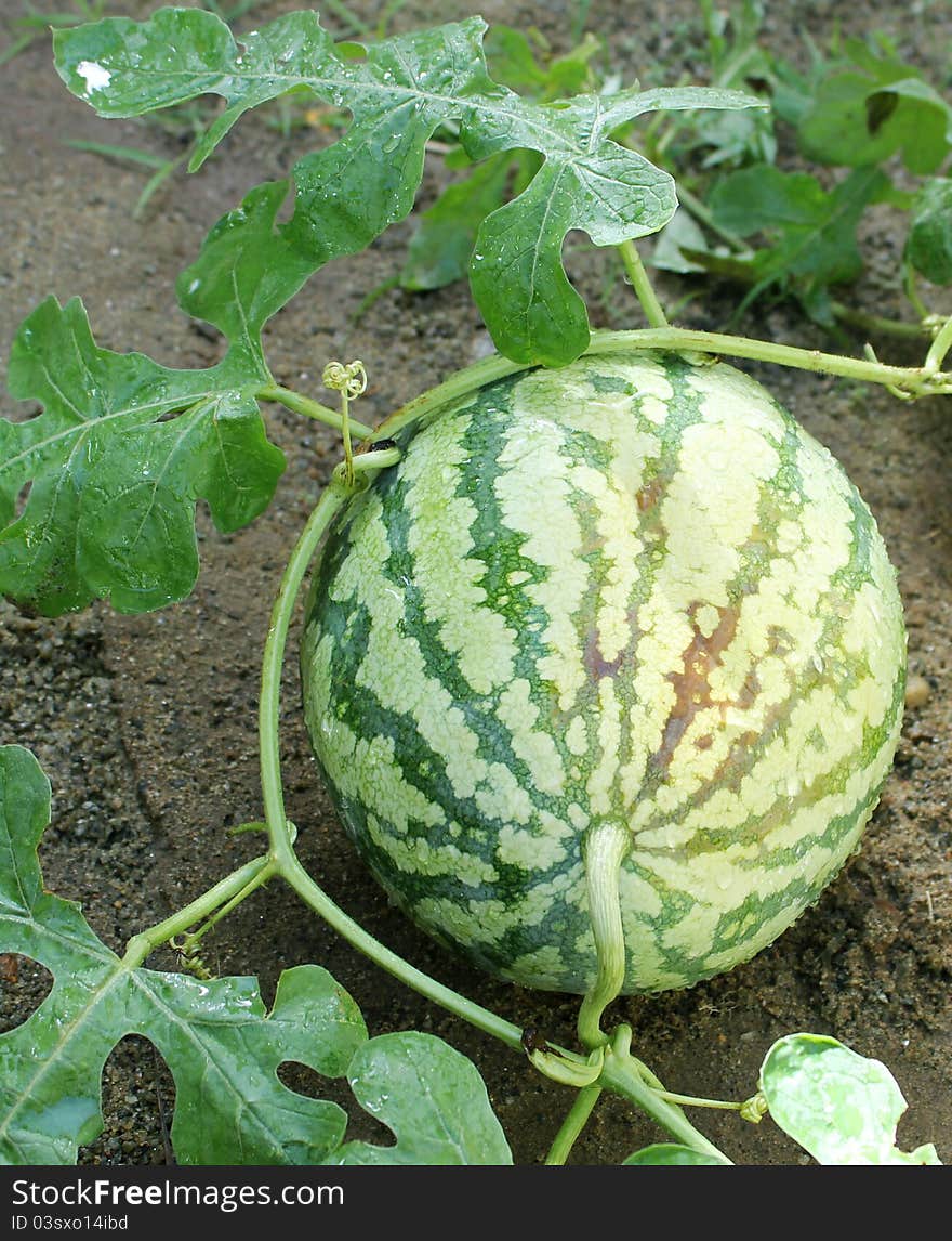 Watermelon in a field