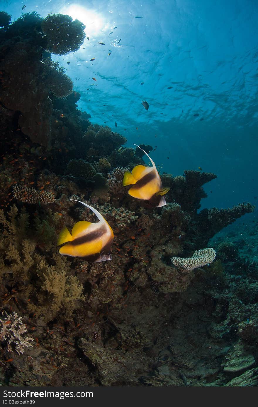 Moorish Idol making their way through the reef, Dahab, Egypt